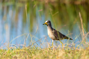 Image showing African wattled lapwing, Namibia safari, Africa wildlife