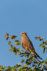 Image showing Greater kestrel, Etosha, Namibia safari wildlife