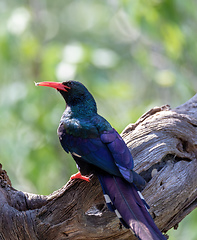 Image showing Green Wood hoopoe, Namibia Africa wildlife