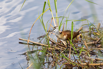 Image showing Lesser Jacana Wading in Wetland, namibia Africa wildlife