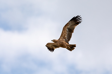 Image showing Black kite flying, Ethiopia safari wildlife