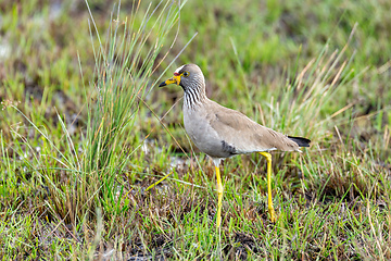 Image showing African wattled lapwing, Namibia safari, Africa wildlife