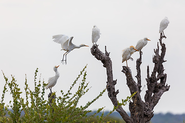 Image showing cattle egret namibia Africa safari wildlife