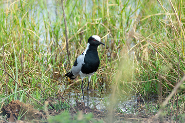 Image showing Blacksmith lapwing bird, Bwabwata Namibia Africa