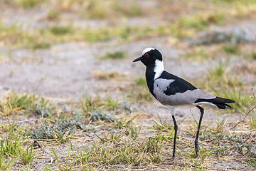 Image showing Blacksmith lapwing bird, Etosha Namibia Africa