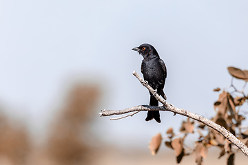 Image showing bird Fork-tailed Drongo Africa Namibia safari wildlife