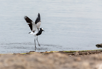 Image showing Blacksmith lapwing bird, Etosha Namibia Africa