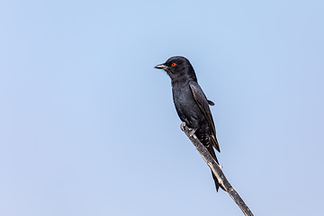 Image showing bird Fork-tailed Drongo Africa Namibia safari wildlife