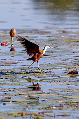 Image showing bird African jacana, Namibia Africa wildlife