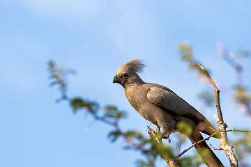 Image showing Grey Go-away-bird Namibia Africa wildlife