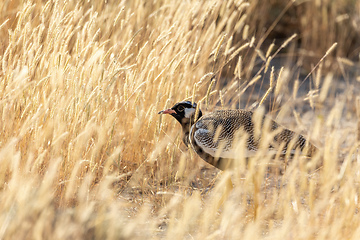 Image showing Northern Black Korhaan Namibia, Africa safari wildlife