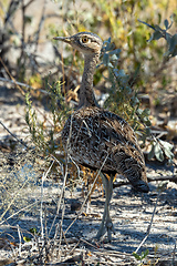 Image showing non flying bird Red crested Bustard Namibia Africa wildlife