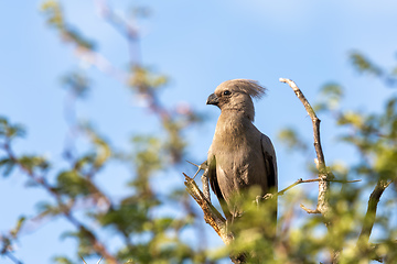 Image showing Grey Go-away-bird Namibia Africa wildlife