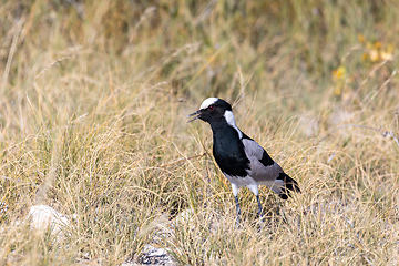 Image showing Blacksmith lapwing bird, Etosha Namibia Africa