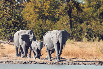 Image showing African Elephant on waterhole, Africa safari wildlife