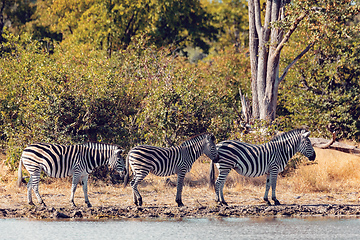 Image showing Zebra in bush, Botswana Africa wildlife