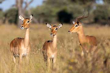 Image showing Impala antelope Namibia, africa safari wildlife