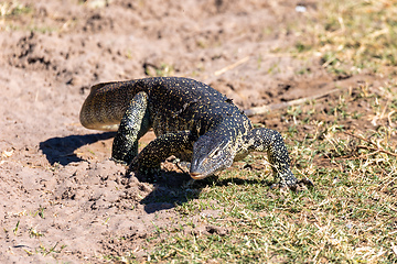 Image showing Monitor Lizard in Chobe, Botswana Africa wildlife