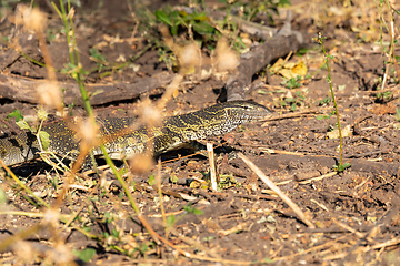 Image showing Monitor Lizard in Chobe, Botswana Africa wildlife