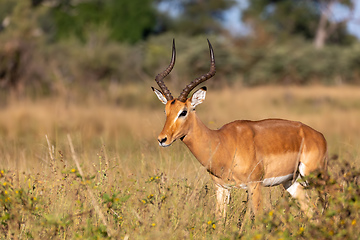 Image showing Impala antelope Namibia, africa safari wildlife