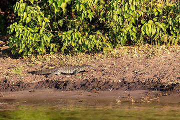 Image showing Monitor Lizard in Chobe, Botswana Africa wildlife