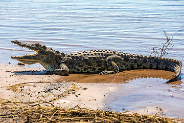 Image showing Nile Crocodile in Chobe river, Botswana