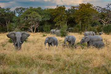 Image showing African Elephant on waterhole, Africa safari wildlife