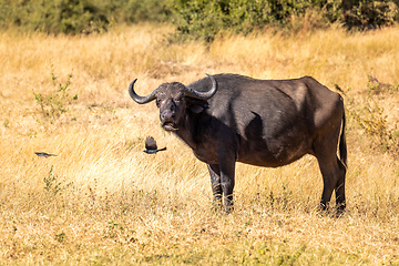 Image showing Cape Buffalo at Chobe, Botswana safari wildlife