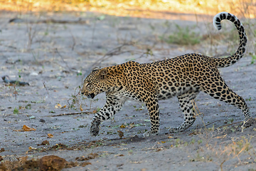 Image showing African leopard Chobe Botswana, Africa wildlife