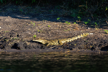 Image showing Nile Crocodile in Chobe river, Botswana