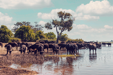 Image showing Cape Buffalo at Chobe, Botswana safari wildlife