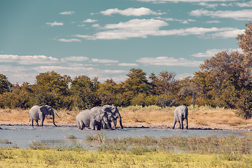 Image showing African Elephant on waterhole, Africa safari wildlife