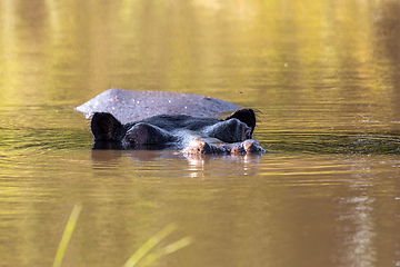 Image showing Hippopotamus Botswana Africa Safari Wildlife