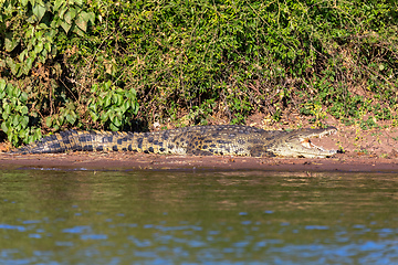 Image showing Nile Crocodile in Chobe river, Botswana