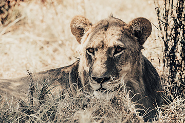 Image showing lion female in Botswana Africa safari wildlife