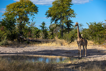 Image showing South African giraffe, Africa wildlife safari
