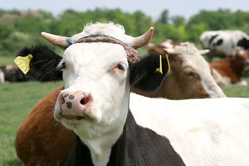 Image showing cow 