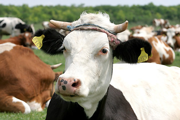 Image showing cow 