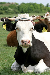 Image showing cow 