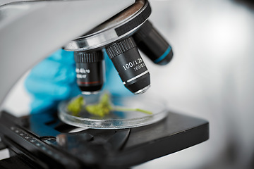 Image showing Plant science, microscope and laboratory for research, analysis and floral gmo experiment. Agriculture, ecology sustainability or growth of leafs or plants on petri dish for botany with lab equipment