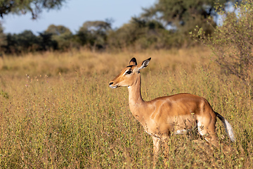 Image showing Impala antelope Namibia, africa safari wildlife