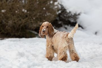 Image showing english cocker spaniel dog in snow winter