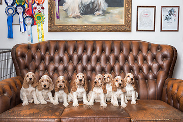 Image showing family of English Cocker Spaniel with small puppy