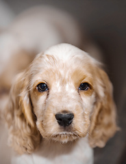 Image showing small purebred English Cocker Spaniel puppy