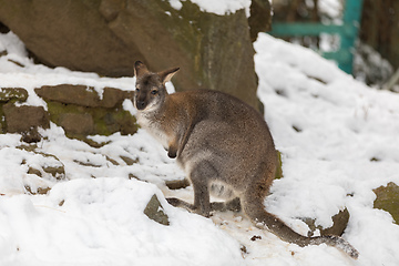 Image showing Red-necked Wallaby in snowy winter