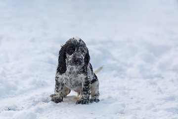 Image showing cute baby of dog English Cocker Spaniel puppy