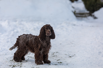 Image showing english cocker spaniel dog in snow winter