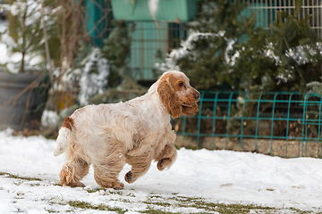 Image showing english cocker spaniel dog in snow winter