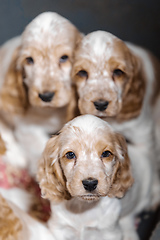 Image showing small purebred English Cocker Spaniel puppy