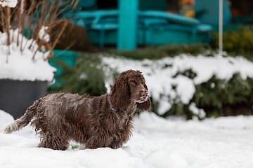 Image showing english cocker spaniel dog in snow winter